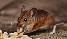 24 Hour & Emergency Exterminators in Carntown, KY